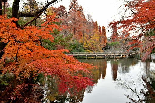 The katsura river in the autumn, Kyoto Japan