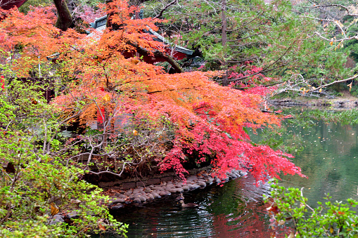 Japan - Nara -  Todai-ji Kagami - Ike Pond and nature