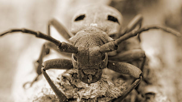 istock The Capricorn Beetle 183687495