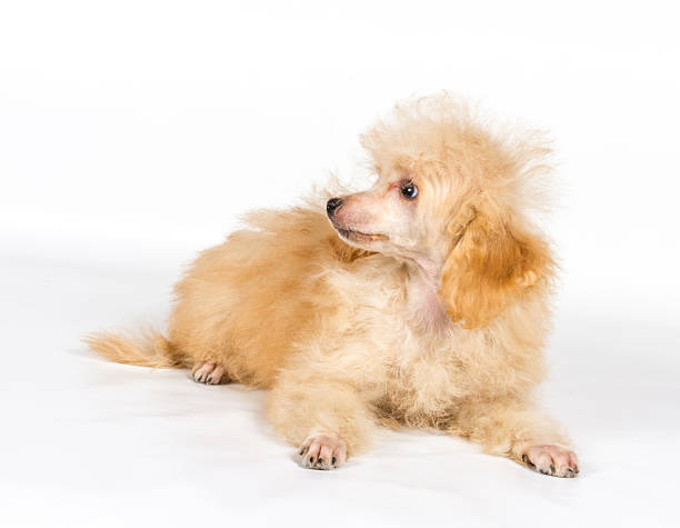 istock Apricot poodle puppy portrait on a white background 183687631