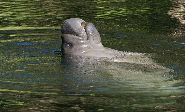 Manatee Portrait Manatee spy hopping in Blue Springs, FL trichechus manatus latirostrus stock pictures, royalty-free photos & images