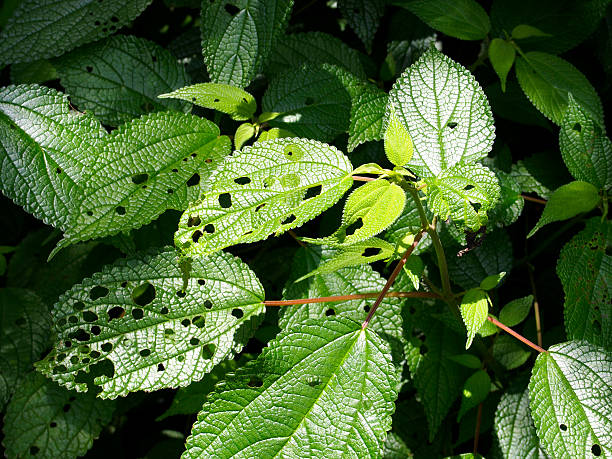 istock Insect track on the leaves 183688179