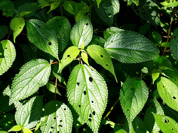 istock Insect track on the leaves 183688211