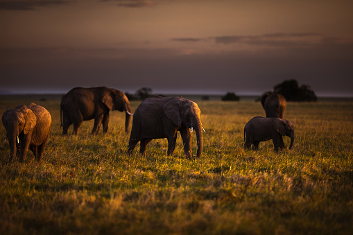 African elephants walking in the wild at sunset. Copy space.