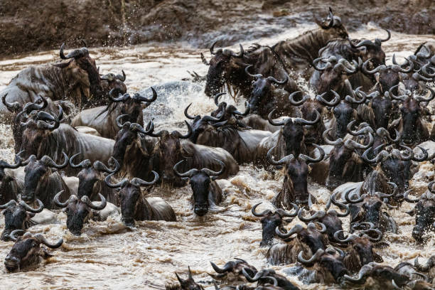 istock Herd of wildebeest migrating across Mara river. 1836888657