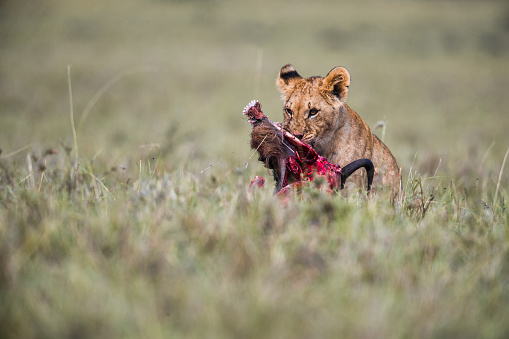 Lion cub eating his hunt in the wild. Copy space.