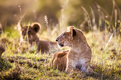Cute lion cub relaxing in the wild.