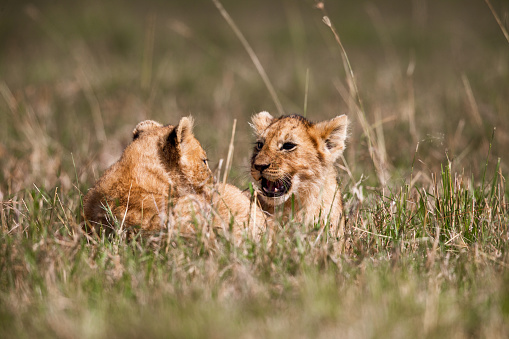Lion cubs playing in the Masai Mara