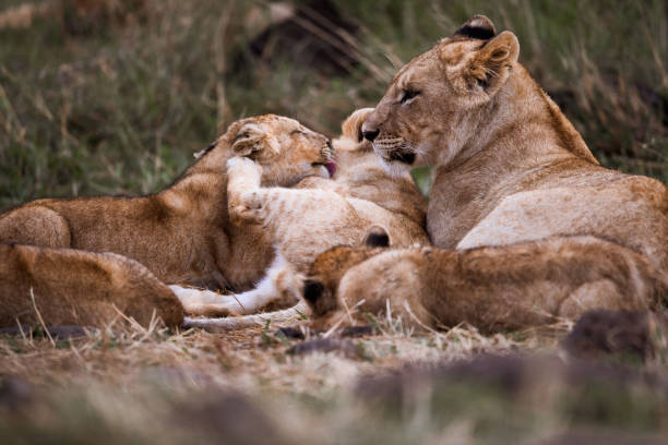 istock Lion cubs with lioness in the wild. 1836892122