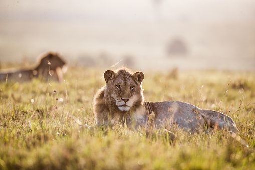 Lion relaxing in grass in the wild. Copy space.