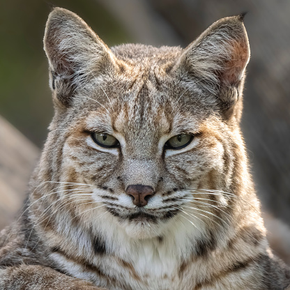 A closeup portrait of a bobcat in Florida