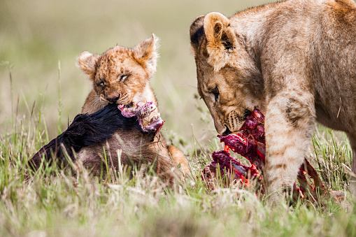Lioness and small cub eating in the wild. Copy space.