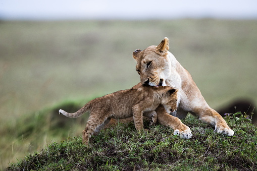 Lioness licking her cub in the wild. Copy space.