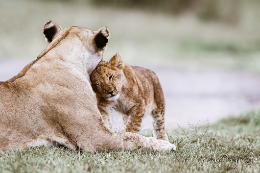 Male and female lion pair with male sleeping while female is on watch