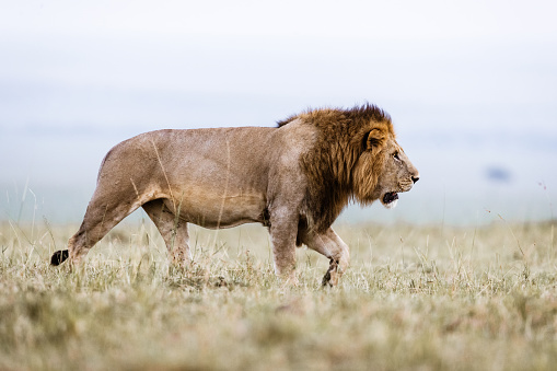 Side view of male lion walking in the wild. Copy space.