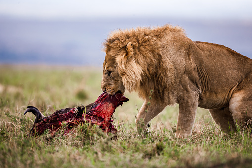 Male lion eating wildebeest in the wild. Copy space.