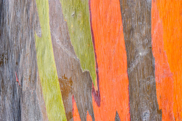 istock Colorful abstract texture of eucalyptus trees bark 1836899978