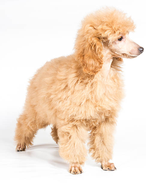 istock Apricot poodle puppy portrait on a white background 183690046