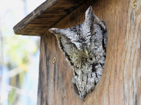 An Eastern Screech-owl in a birdhouse in South Texas