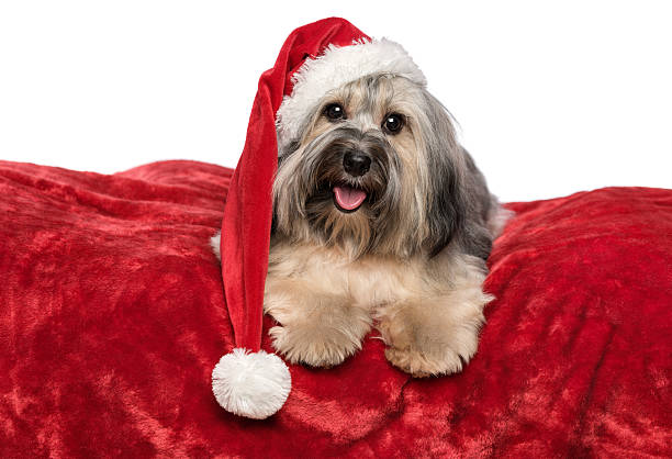 istock Funny Christmas dog with Santa hat on a red blanket 183690242