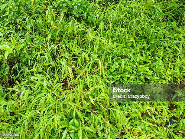 Gras Textur Stockfoto und mehr Bilder von Baum - Baum, Baumkrone, Blatt - Pflanzenbestandteile