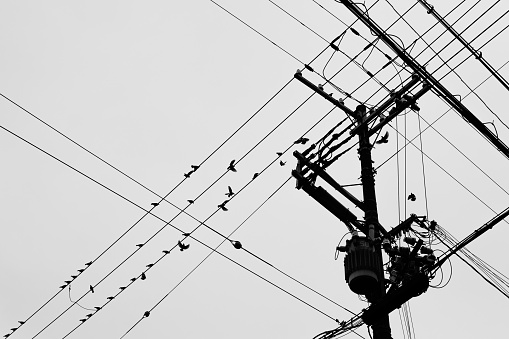 electric wire and flock of birds