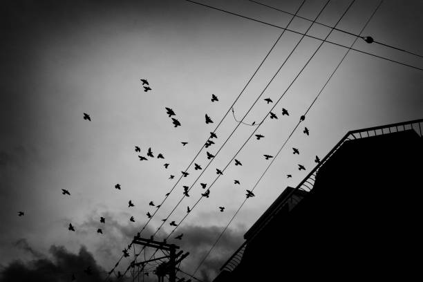 istock electric wire and flock of birds 1836905760