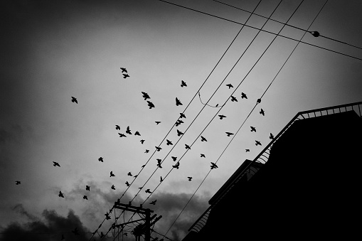 electric wire and flock of birds