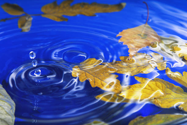 istock autumn leaves in  water 183690863