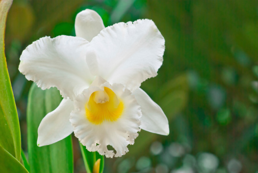 White Cattleya on green  background, Orchid