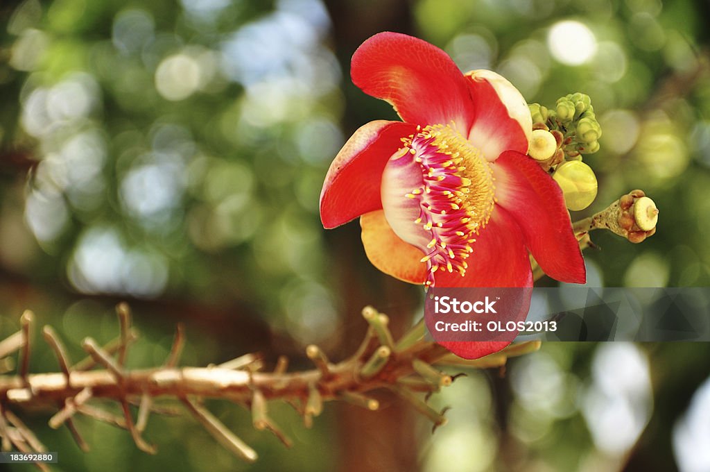 Shorea robusta, Sal flower - Zbiór zdjęć royalty-free (Budda)