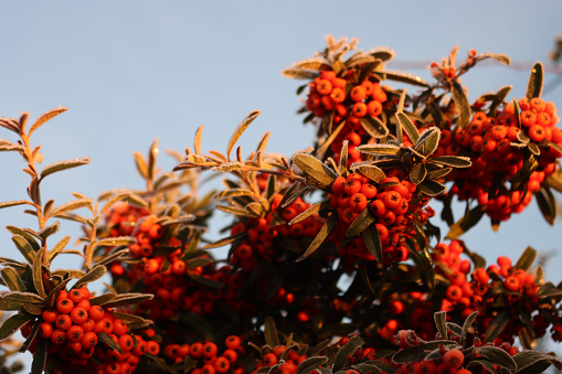 Pyracantha or Firethorn hedge covered with frost on winter season against blue sky. Firethorn with red berries and frost in the garden at sunset