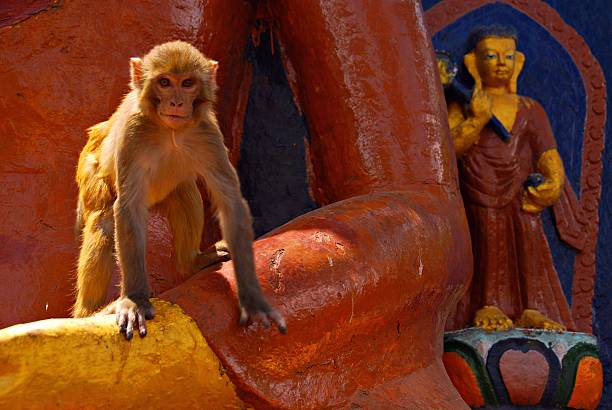 Monkey and the statue of Buddha in Kathmandu stock photo