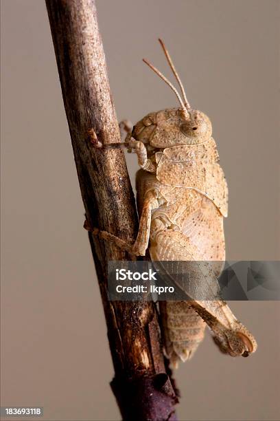 Grasshopp - zdjęcia stockowe i więcej obrazów Acrididae - Acrididae, Biały, Bliskie zbliżenie
