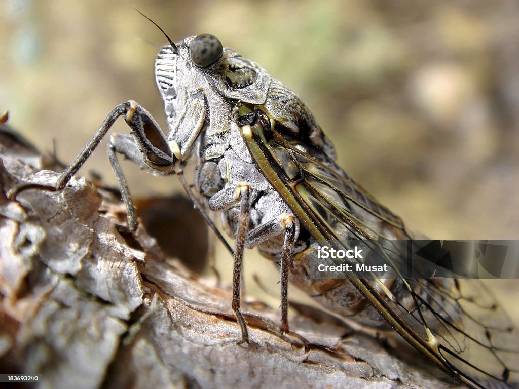 Cicala su una Corteccia - Foto stock royalty-free di Addome