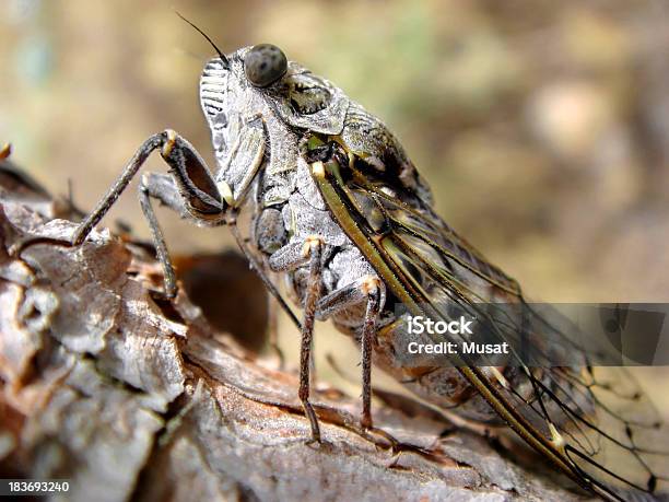 Cicala Su Una Corteccia - Fotografie stock e altre immagini di Addome - Addome, Addome animale, Ala di animale