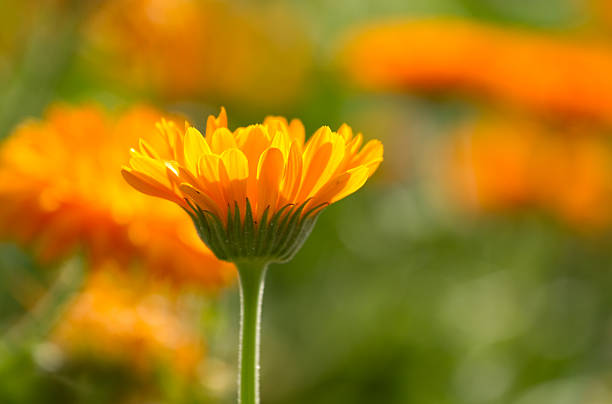 istock Flower of calendula 183693289