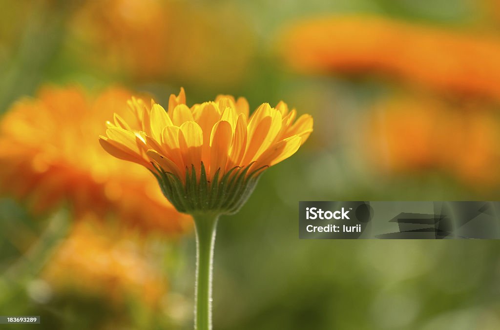 Flower of calendula Flower of calendula on blossom Beauty Stock Photo