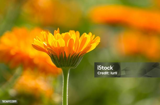 Flower Of Calendula Stock Photo - Download Image Now - Beauty, Beauty In Nature, Blossom