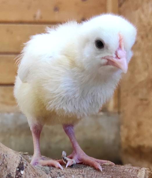 istock Baby chicken on a farm close up. 1836940361