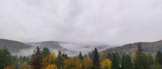 Fog in the spruces.