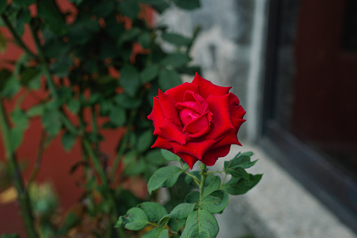 Red roses isolated in a garden. Selective focus.