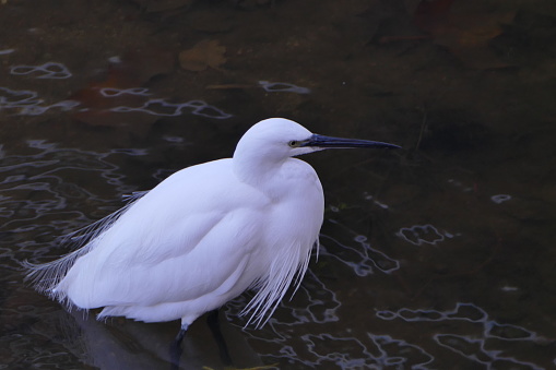 Little Egret, Girona