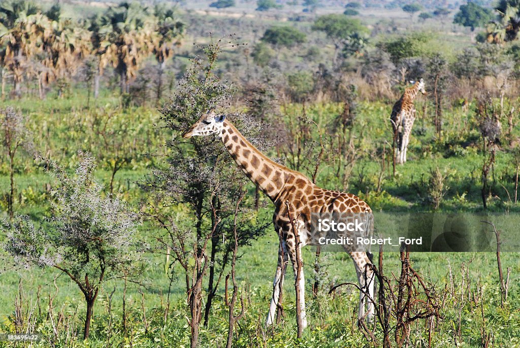 Rothschild giraffes Wodospad Murchisona National Park Uganda - Zbiór zdjęć royalty-free (Afryka)