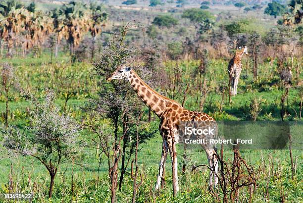 Rothschild Giraffes Wodospad Murchisona National Park Uganda - zdjęcia stockowe i więcej obrazów Afryka