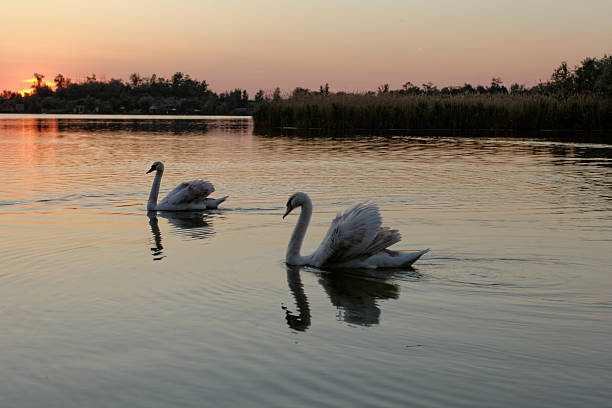 istock swan on lake at sunset 183696324