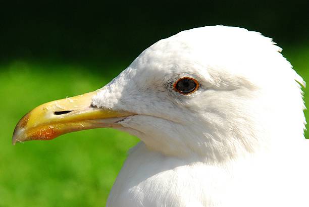 White seagull stock photo
