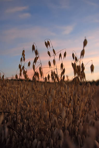Oat field in sunset stock photo
