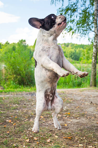 istock Jumping french bulldog 183696587