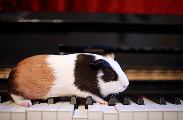 istock Guinea pig walk on the piano 183698077